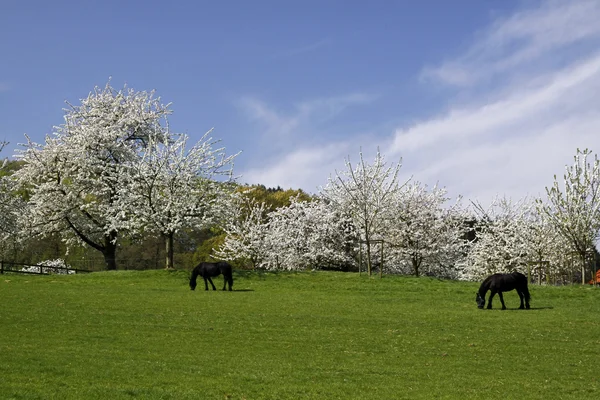 Frühlingslandschaft mit Kirschbäumen und Pferden, Deutschland — Stockfoto