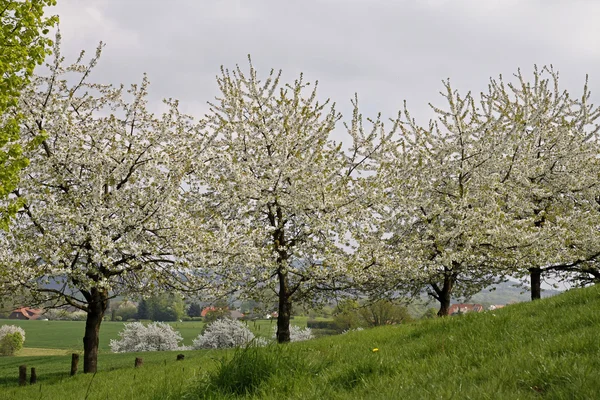 Paisagem de primavera com cerejeiras em Hagen, Baixa Saxônia, Alemanha, Europa — Fotografia de Stock