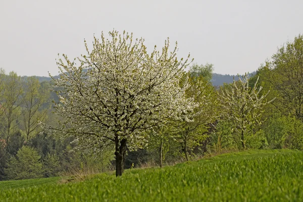 वसंत ऋतू मध्ये चेरी झाडे, हेजेन, लोअर सॅक्सोनी, जर्मनी, युरोप — स्टॉक फोटो, इमेज