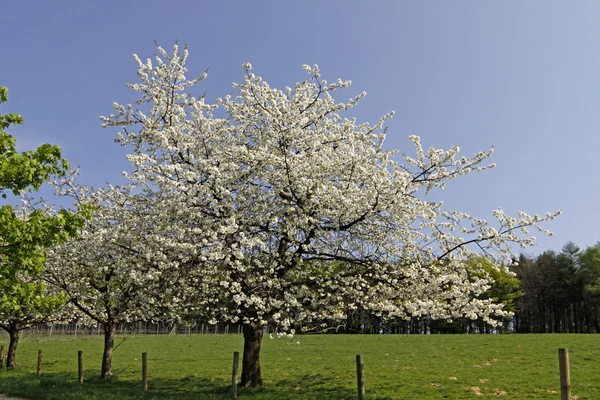 Cseresznyevirág, Hagen, Németország, Európa — Stock Fotó
