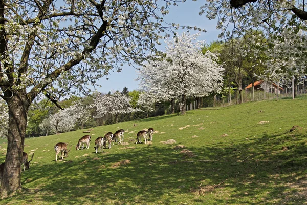 Frühlingslandschaft mit Kirschbäumen und Hirschen im niedersächsischen Hagen, Deutschland — Stockfoto