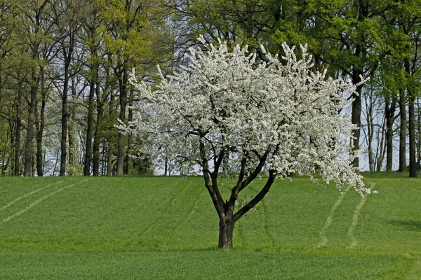 Körsbärsträd på våren, hagen, lägre Sachsen, Tyskland, Europa — Stockfoto