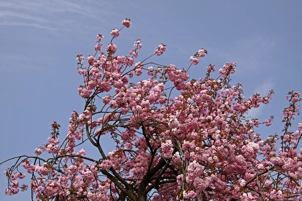 德国春天的日本樱桃树 — 图库照片