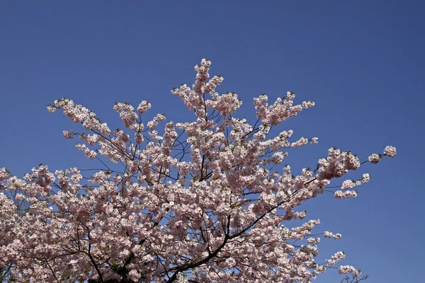 Cerejeira japonesa na primavera, Baixa Saxônia, Alemanha — Fotografia de Stock