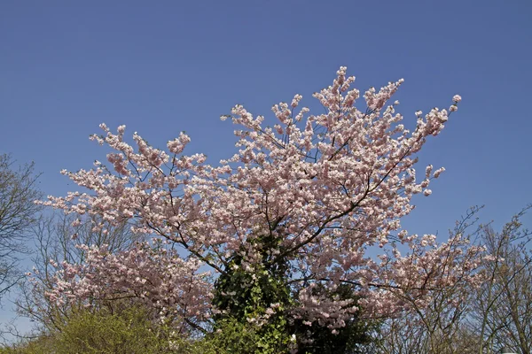 Japanska körsbärsträd i vår, Niedersachsen, Tyskland — Stockfoto