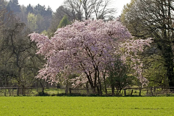 Japanse kersenboom in het voorjaar, lagere Saksen, Duitsland, Europa — Stockfoto
