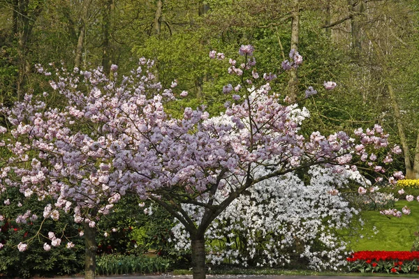 Bloei cherry tree in voorjaar, Nederland, Europa — Stockfoto