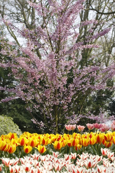 春、南ホラント州、オランダ、ヨーロッパに開花桜の木 — ストック写真