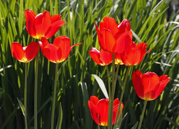 Tulipanes rojos en primavera, Países Bajos, Europa —  Fotos de Stock