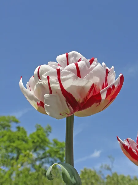 Tulipa Carnaval de Nice - Double Late Tulip — Stock Photo, Image