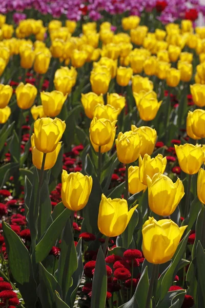 Tulipa żółty lotu, Tulipan triumph w Europie wiosną, Holandia, — Zdjęcie stockowe