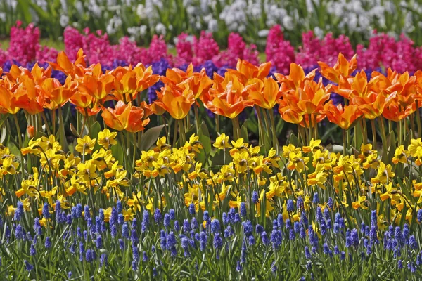 Tulipany i żonkile wiosną - park w Holandii, Europa — Zdjęcie stockowe