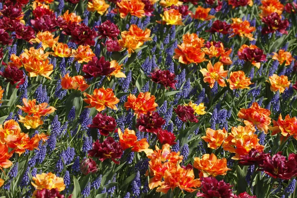 在春、 荷兰、 欧洲与风信子混合的郁金香 — 图库照片