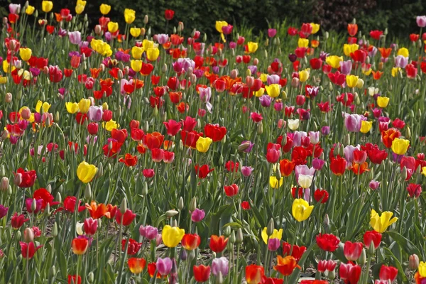 Tulp veld in het voorjaar, lagere Saksen, Duitsland, Europa — Stockfoto