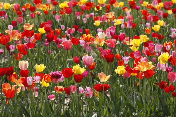 Tulpenfeld im Frühling, Niedersachsen, Deutschland, Europa — Stockfoto