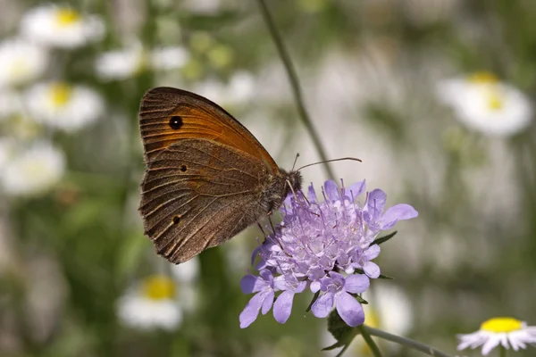 Коричневая бабочка Meadow Brown, Felola jhellina в Италии, Европе — стоковое фото