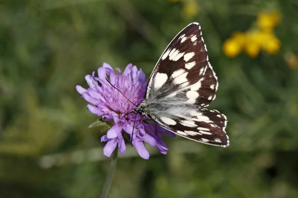 Scabious 花の大理石の白い蝶 melanargia サウス スカビオサ — ストック写真