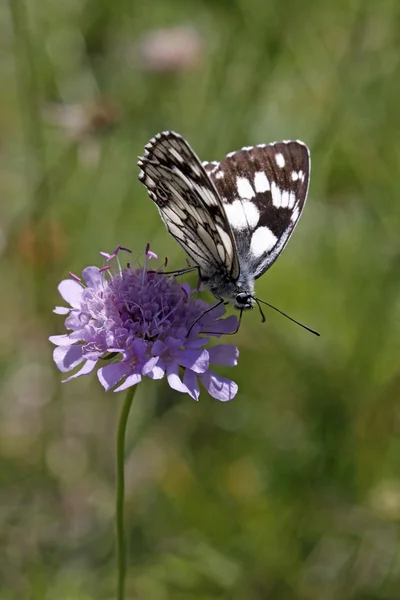 Melanargia galathea, Gemarmerde witte vlinder op scabious bloem, Duifkruid — Stockfoto