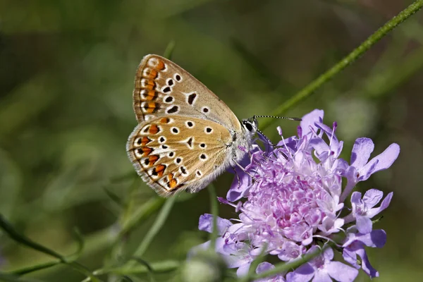 Polyommatus butterfly sitting on a scabious bloom in Italy, Europe — Stock Photo, Image