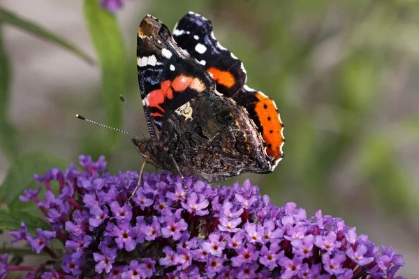 Motýl červený admirál (vanessa atalanta) na Komule Davidova, letní šeřík — Stock fotografie