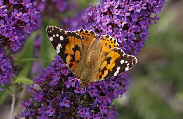 Senhora pintada borboleta em Buddleja davidii, Imperador roxo, Pyrkeep — Fotografia de Stock