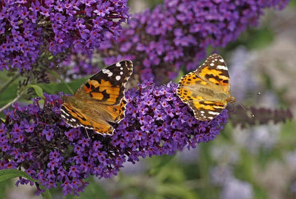 Farfalla dipinta Lady su Buddleja davidii, Imperatore viola, Pirro — Foto Stock
