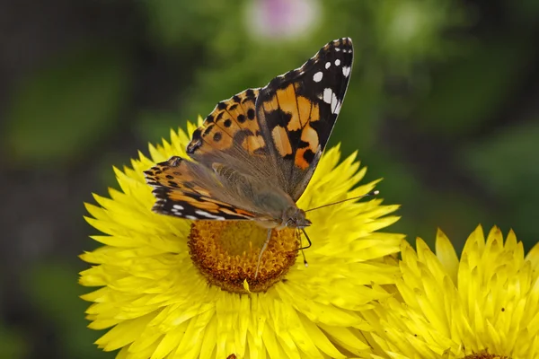 Painted lady kelebeği (vanessa cardui) altın sonsuz, helichrysum — Stok fotoğraf