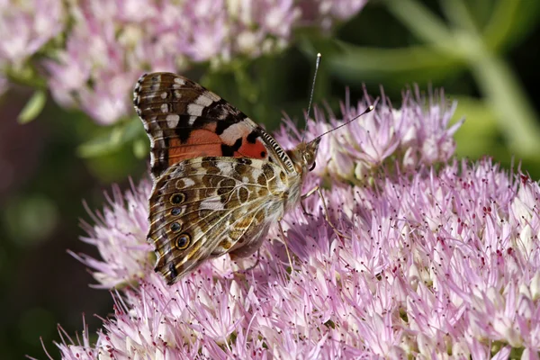 Painted Lady butterfly (Cynthia cardui, Vanessa cardui) ) — стоковое фото