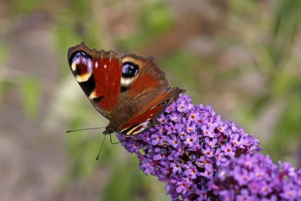 Babočka io, Evropský paví oko na butterfly bush — Stock fotografie
