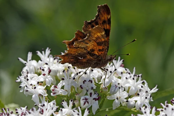 Кома метелик (Nymphalis c-альбом, Polygonia c-альбом) на карликовому старійшині — стокове фото