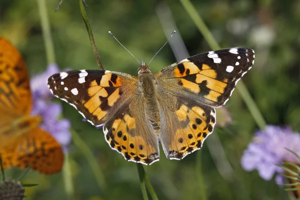 蛱蝶，蝴蝶夫人的画 (cynthia cardui），欧洲的蝴蝶 — 图库照片