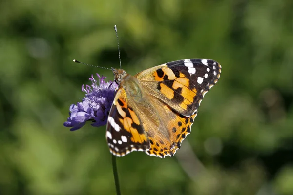 蛱蝶，蝴蝶夫人的画 (cynthia cardui），欧洲的蝴蝶 — 图库照片