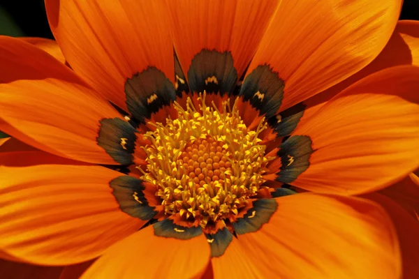Gazánie hybridní, letní květinové detaily v Německu — Stock fotografie