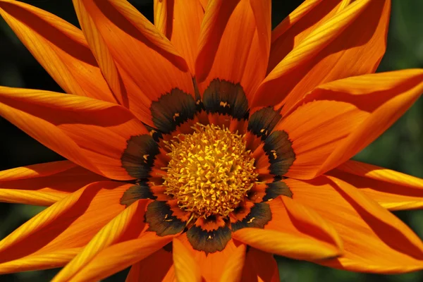 Gazania Hybrid, detalhe da flor de verão na Alemanha — Fotografia de Stock
