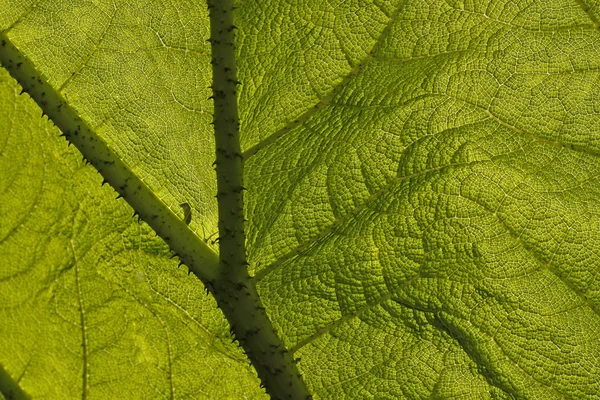 Гигантский ревень, лист со структурами маникаты Гуннера — стоковое фото