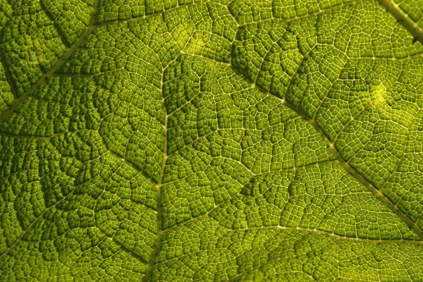 Dev ravent, yaprak gunnera manicata yapıları ile — Stok fotoğraf
