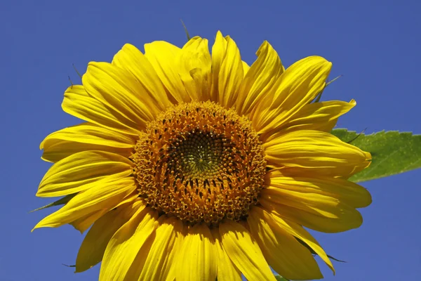 Sonnenblume mit blauem Himmel, Helianthus annuus — Stockfoto