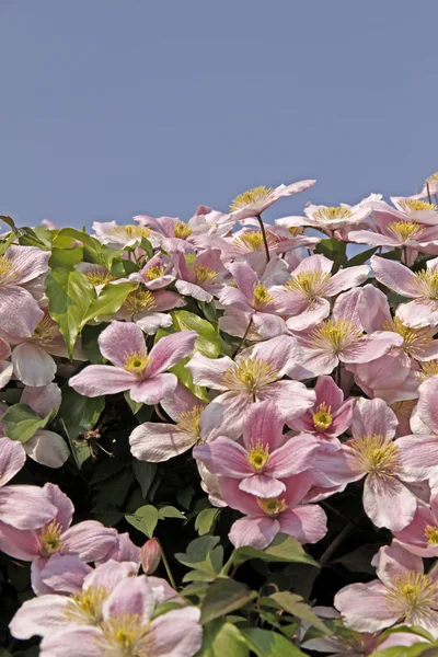 Clematis Hybrid, Clematis montana on a wall in Germany, Europe — Stock fotografie