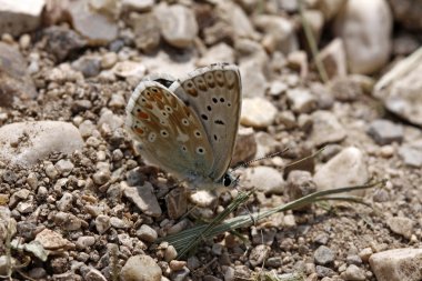 Polyommatus coridon (Lysandra coridon) - Chalkhill mavi kelebek İtalya'da