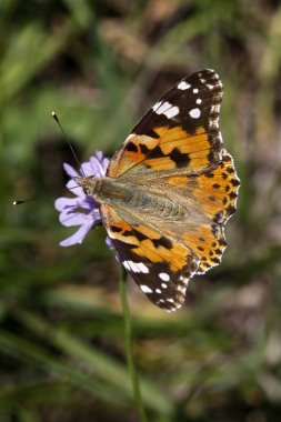 Painted Lady kelebek (Vanessa cardui) bir çiçeklenme yaz aylarında oturur.