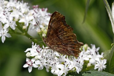 yaşlı cüce virgülle kelebeği (nymphalis c-albüm, polygonia c-albüm)