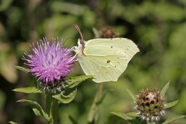 Almanya, Avrupa knapweed üzerinde ortak kükürt (gonepteryx rhamni)