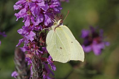 Ortak kükürt (Gonepteryx rhamni) (Lythrum salicaria üzerinde)