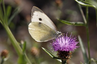 Büyük beyaz kelebeği (Pieris brassicae) Brownray Knapweed (Centaurea)