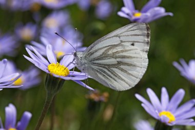 Beyaz (Pieris napi) kelebek Kingfisher daisy yeşil damarlı