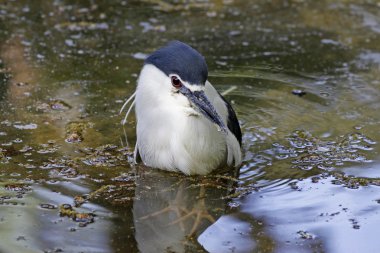 Almanya'da bir havuzda nycticorax nycticorax - gece balıkçılı duş alır