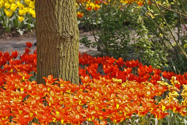 在荷兰，欧洲春季郁金香 — 图库照片