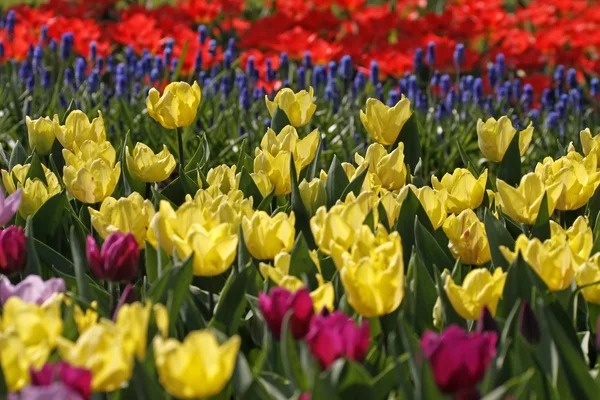 Žluté tulipány v Evropě na jaře, Nizozemsko, — Stock fotografie