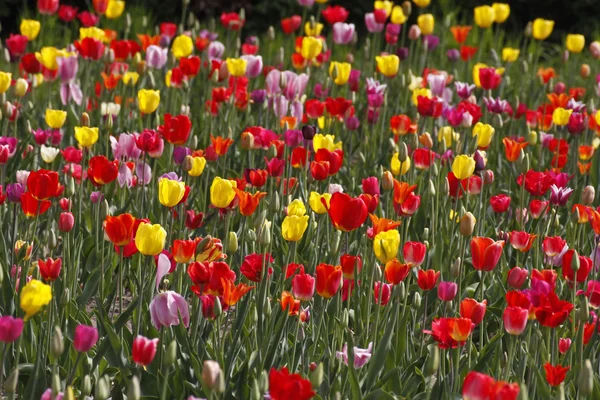Tulipán pole v Dolním Sasku, Německo, Evropa — Stock fotografie