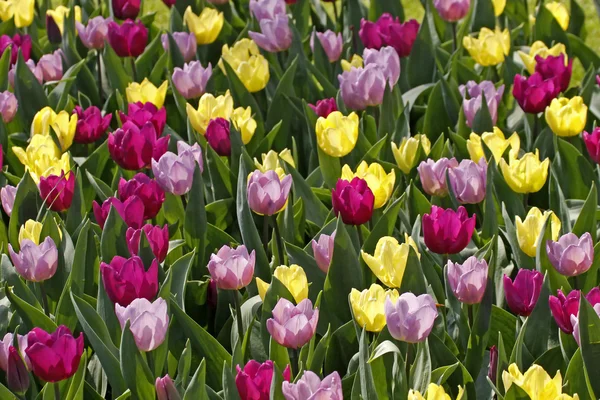 Mistura de tulipas na primavera, Países Bajos, Europa — Fotografia de Stock